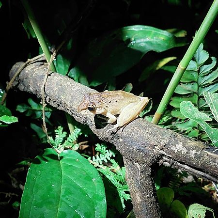 Hope Garden, Sarapiqui, We Connect You With The Sarapiqui Tropical Forest المظهر الخارجي الصورة