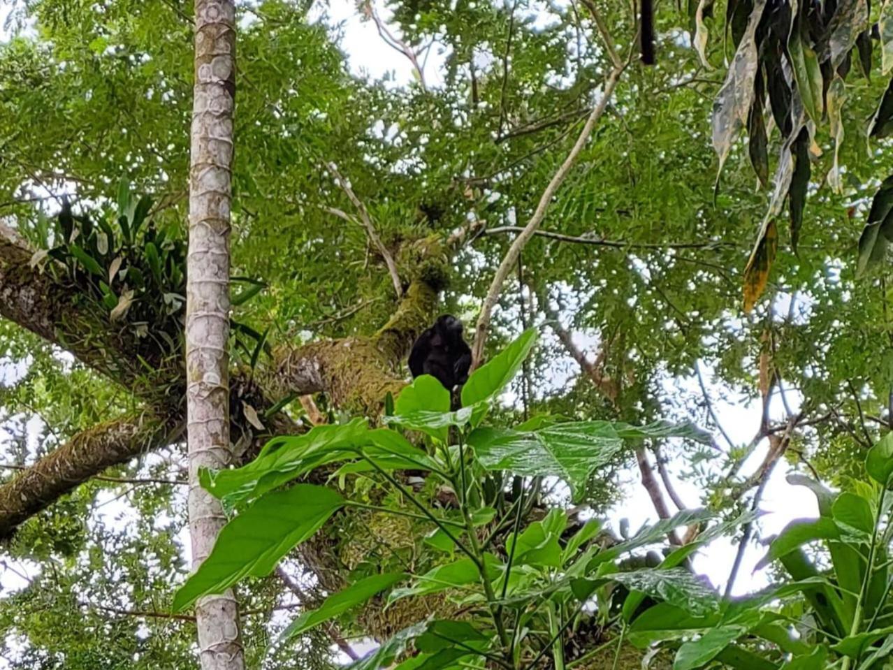 Hope Garden, Sarapiqui, We Connect You With The Sarapiqui Tropical Forest المظهر الخارجي الصورة
