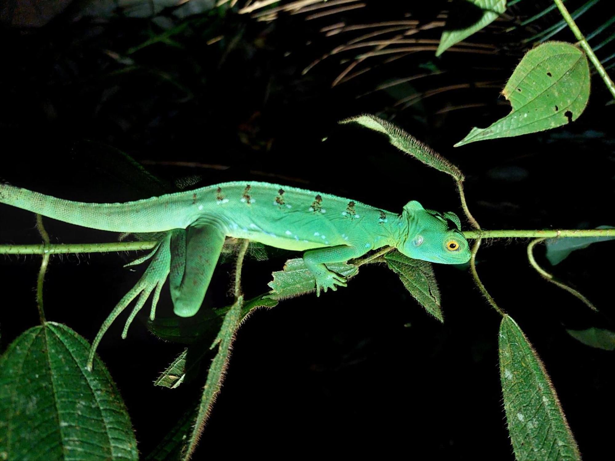 Hope Garden, Sarapiqui, We Connect You With The Sarapiqui Tropical Forest المظهر الخارجي الصورة
