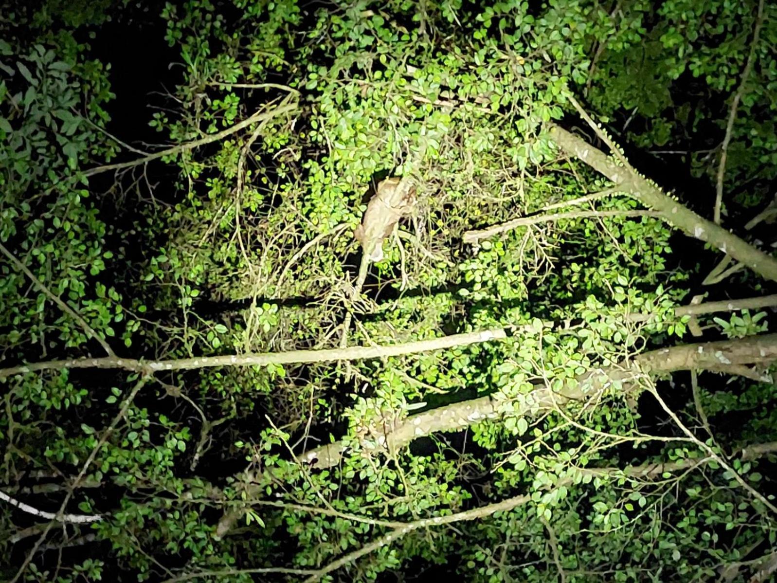Hope Garden, Sarapiqui, We Connect You With The Sarapiqui Tropical Forest المظهر الخارجي الصورة
