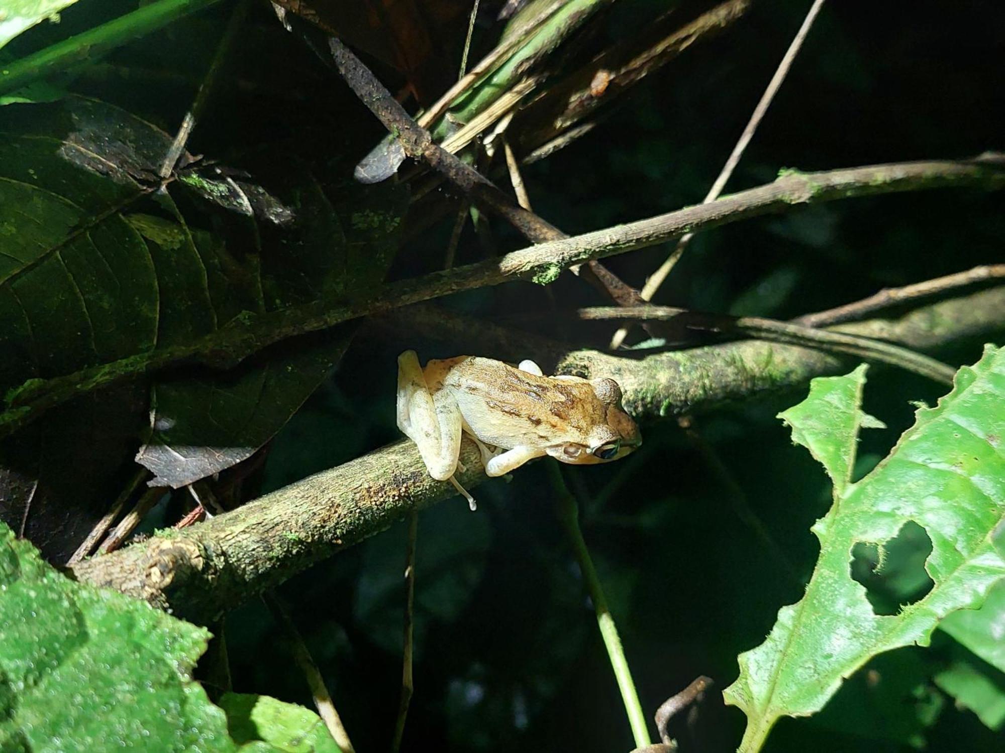 Hope Garden, Sarapiqui, We Connect You With The Sarapiqui Tropical Forest المظهر الخارجي الصورة