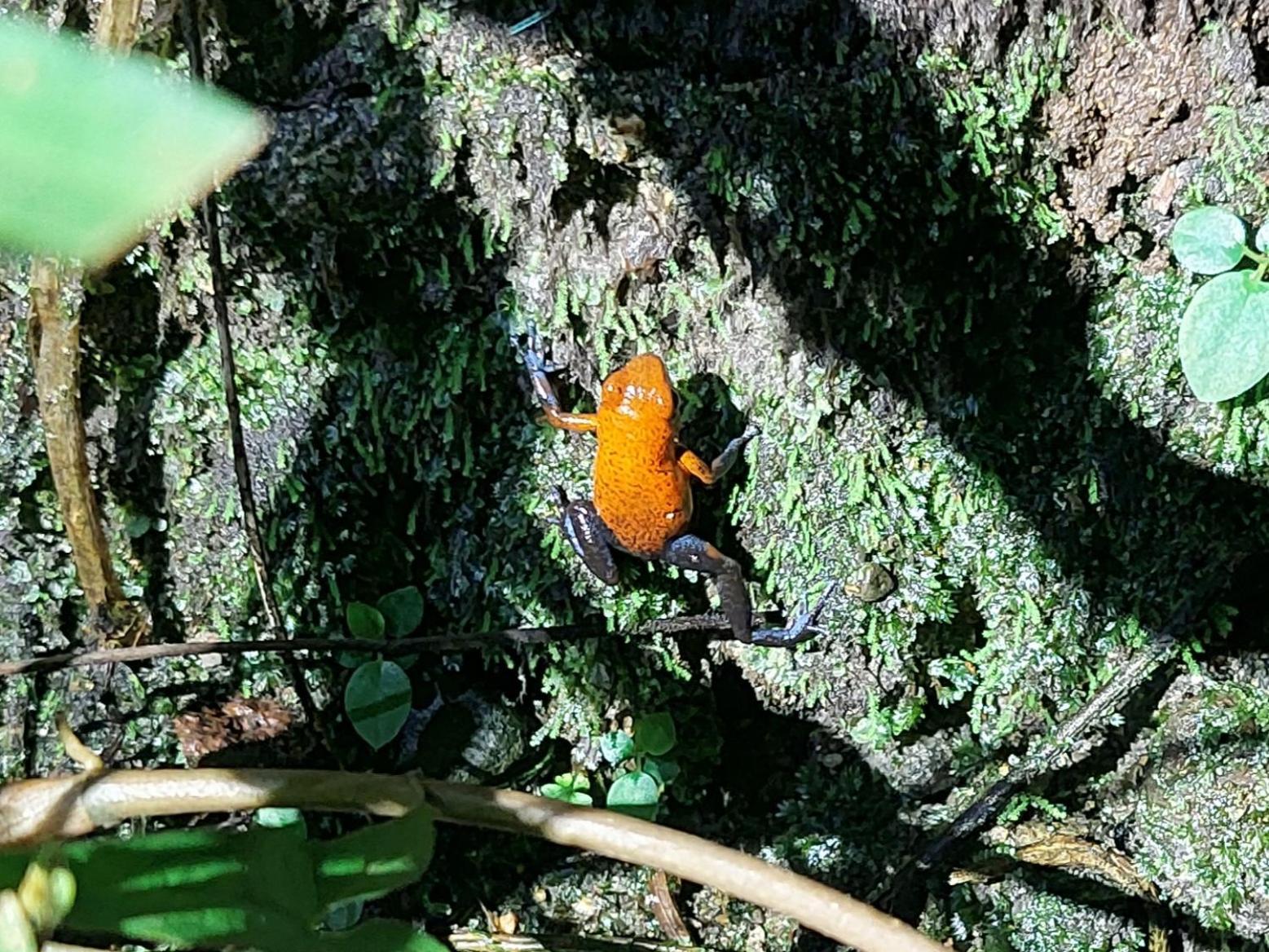 Hope Garden, Sarapiqui, We Connect You With The Sarapiqui Tropical Forest المظهر الخارجي الصورة