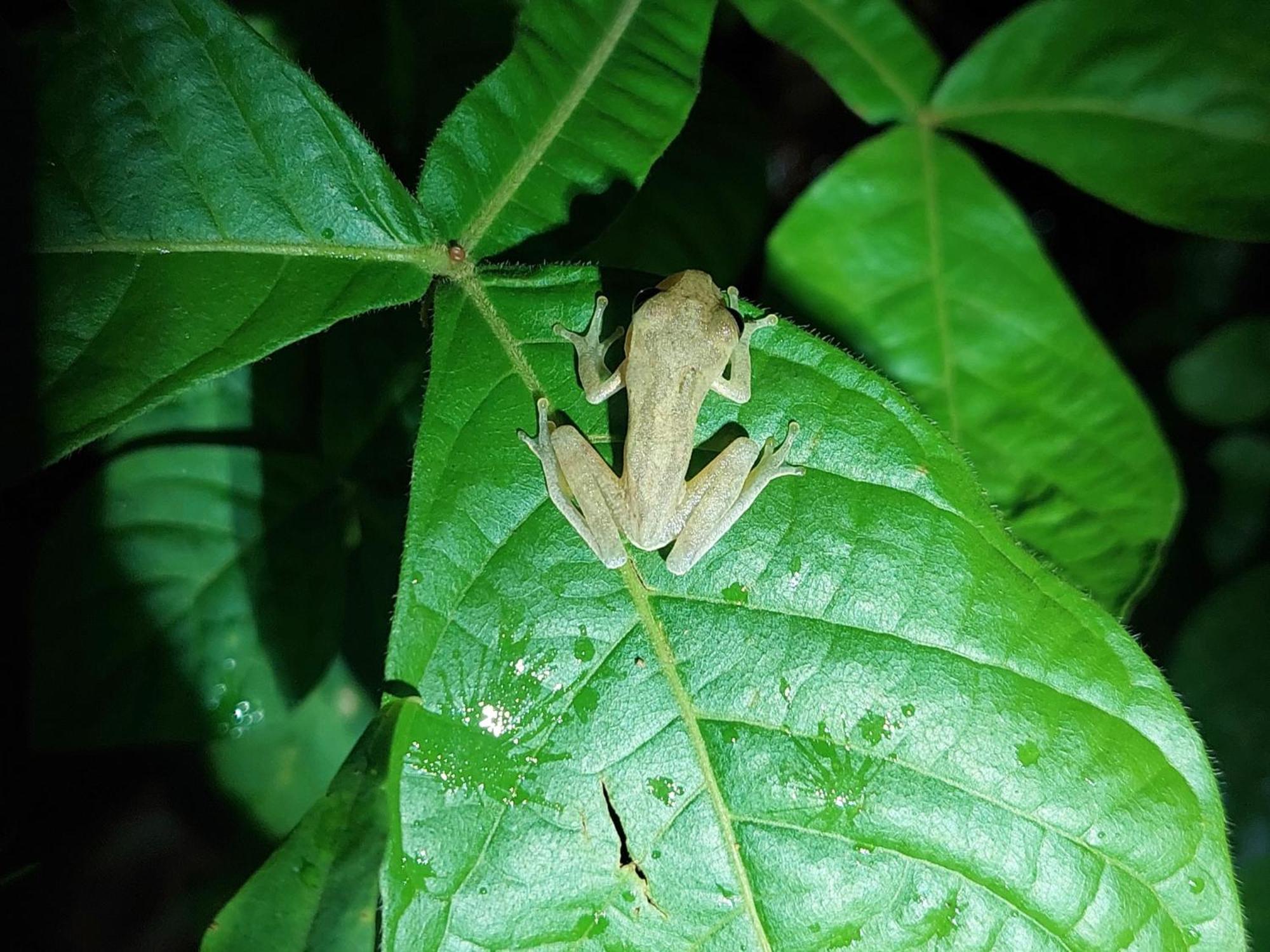 Hope Garden, Sarapiqui, We Connect You With The Sarapiqui Tropical Forest المظهر الخارجي الصورة
