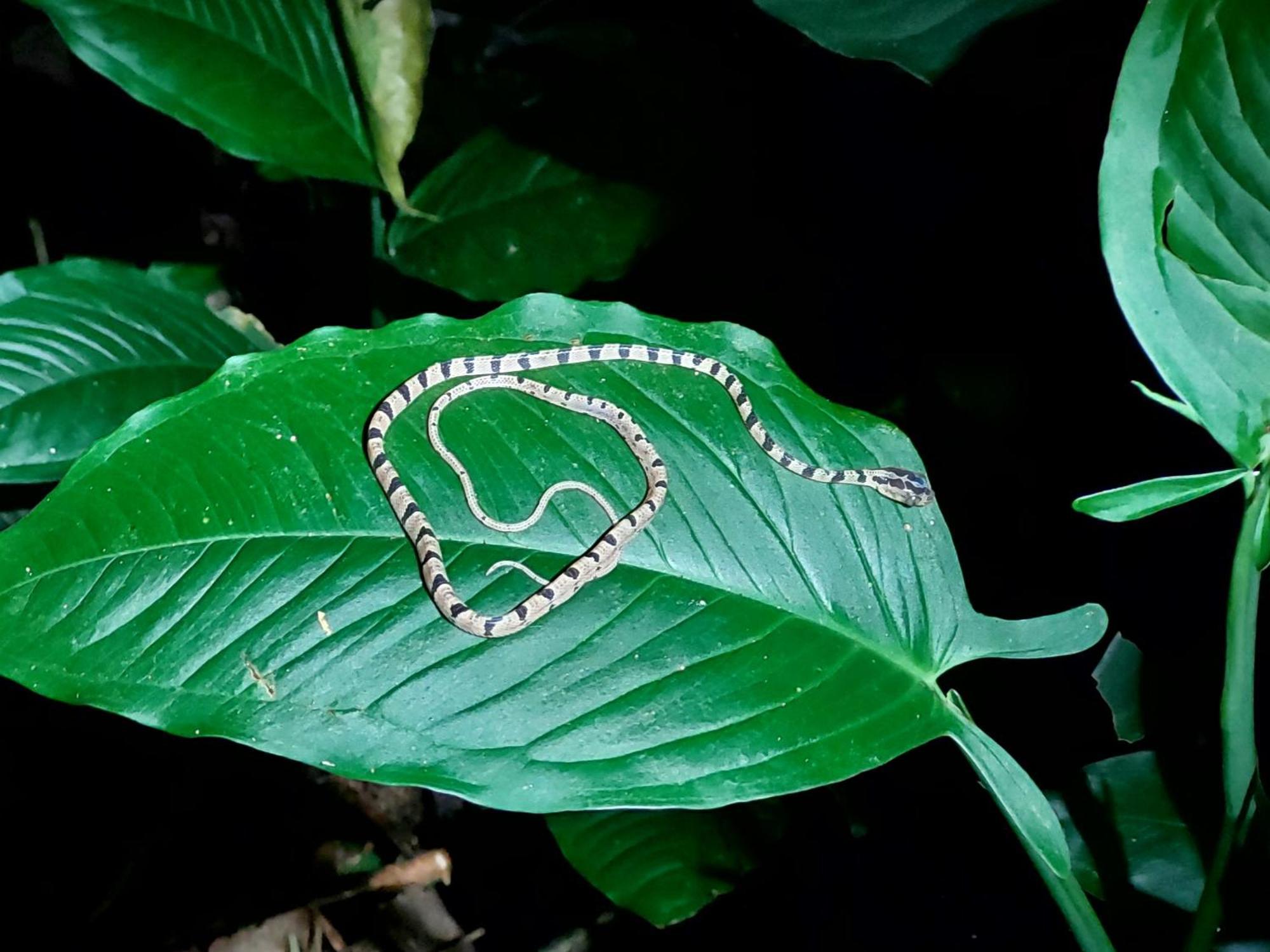 Hope Garden, Sarapiqui, We Connect You With The Sarapiqui Tropical Forest المظهر الخارجي الصورة