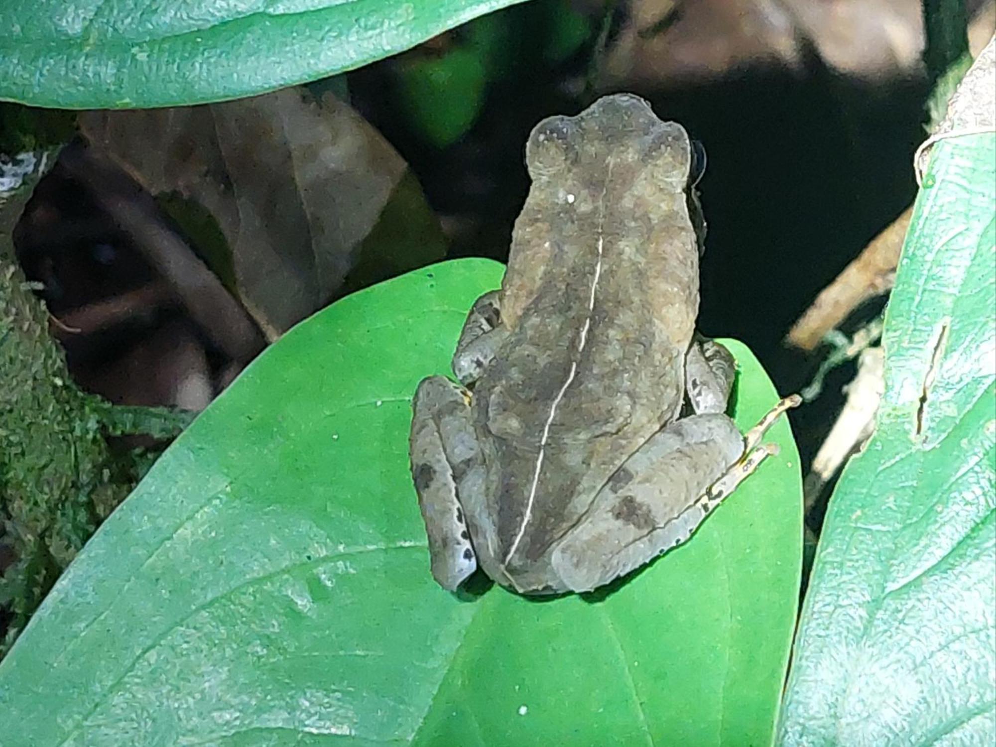 Hope Garden, Sarapiqui, We Connect You With The Sarapiqui Tropical Forest المظهر الخارجي الصورة