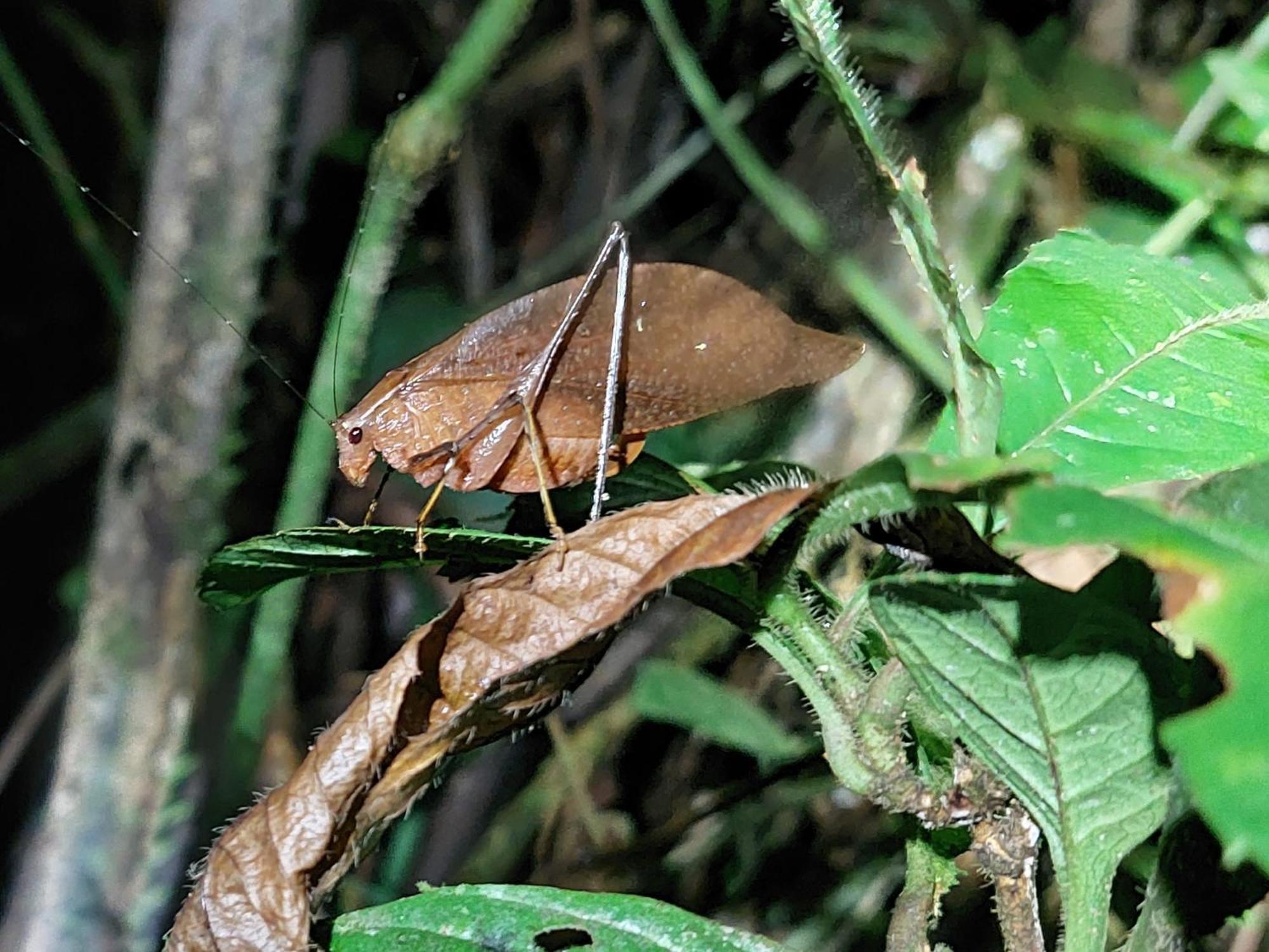 Hope Garden, Sarapiqui, We Connect You With The Sarapiqui Tropical Forest المظهر الخارجي الصورة
