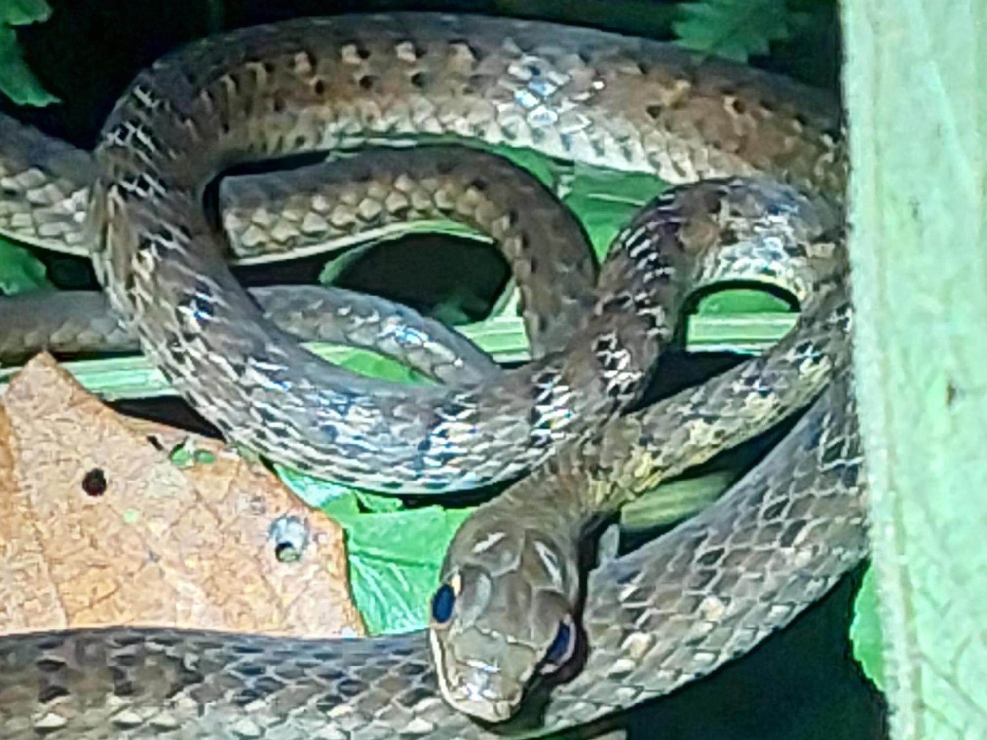 Hope Garden, Sarapiqui, We Connect You With The Sarapiqui Tropical Forest المظهر الخارجي الصورة