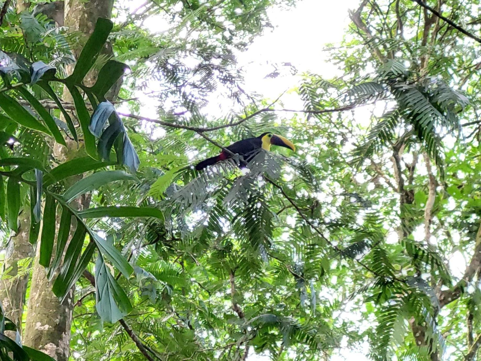 Hope Garden, Sarapiqui, We Connect You With The Sarapiqui Tropical Forest المظهر الخارجي الصورة