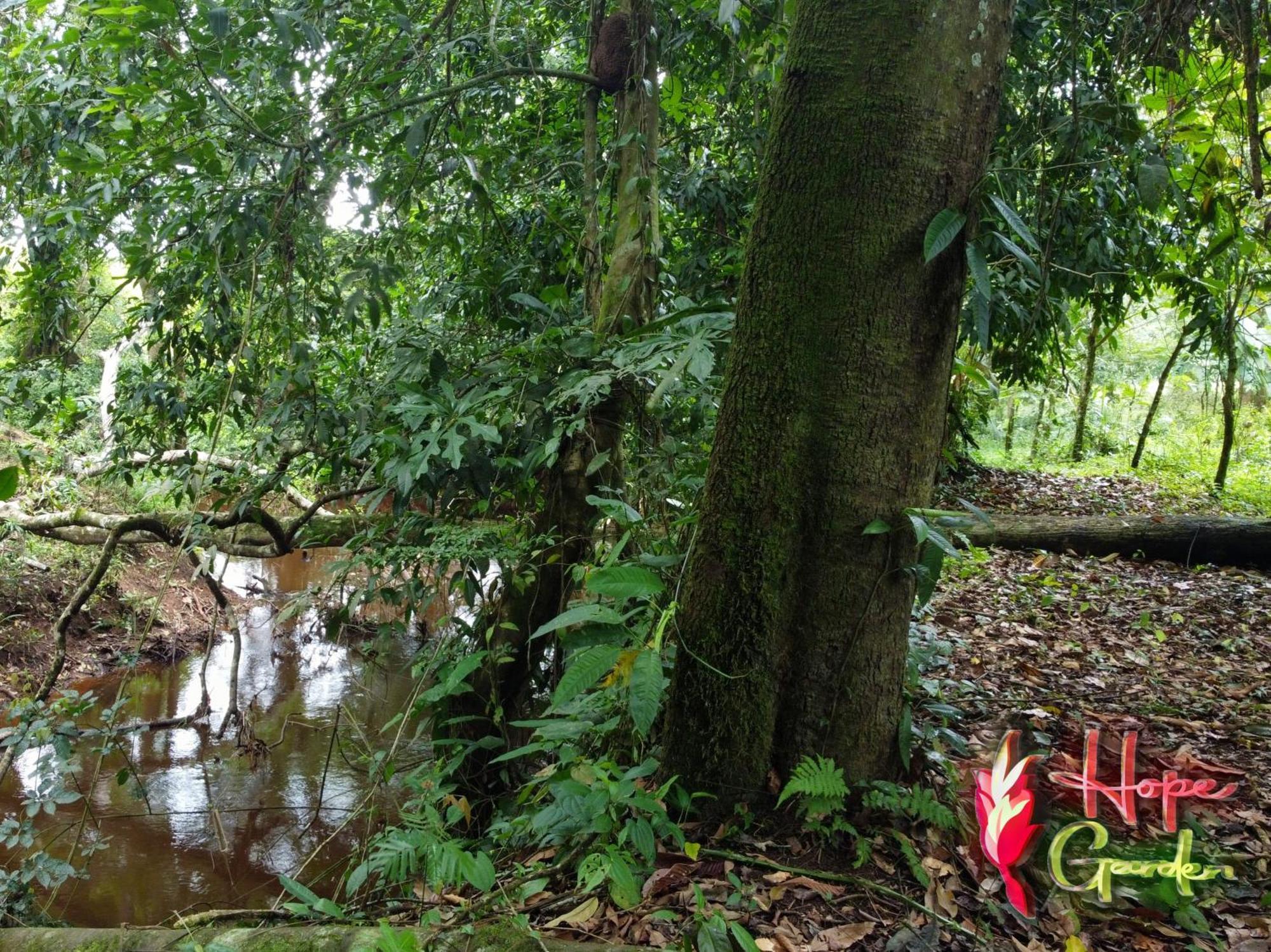 Hope Garden, Sarapiqui, We Connect You With The Sarapiqui Tropical Forest المظهر الخارجي الصورة