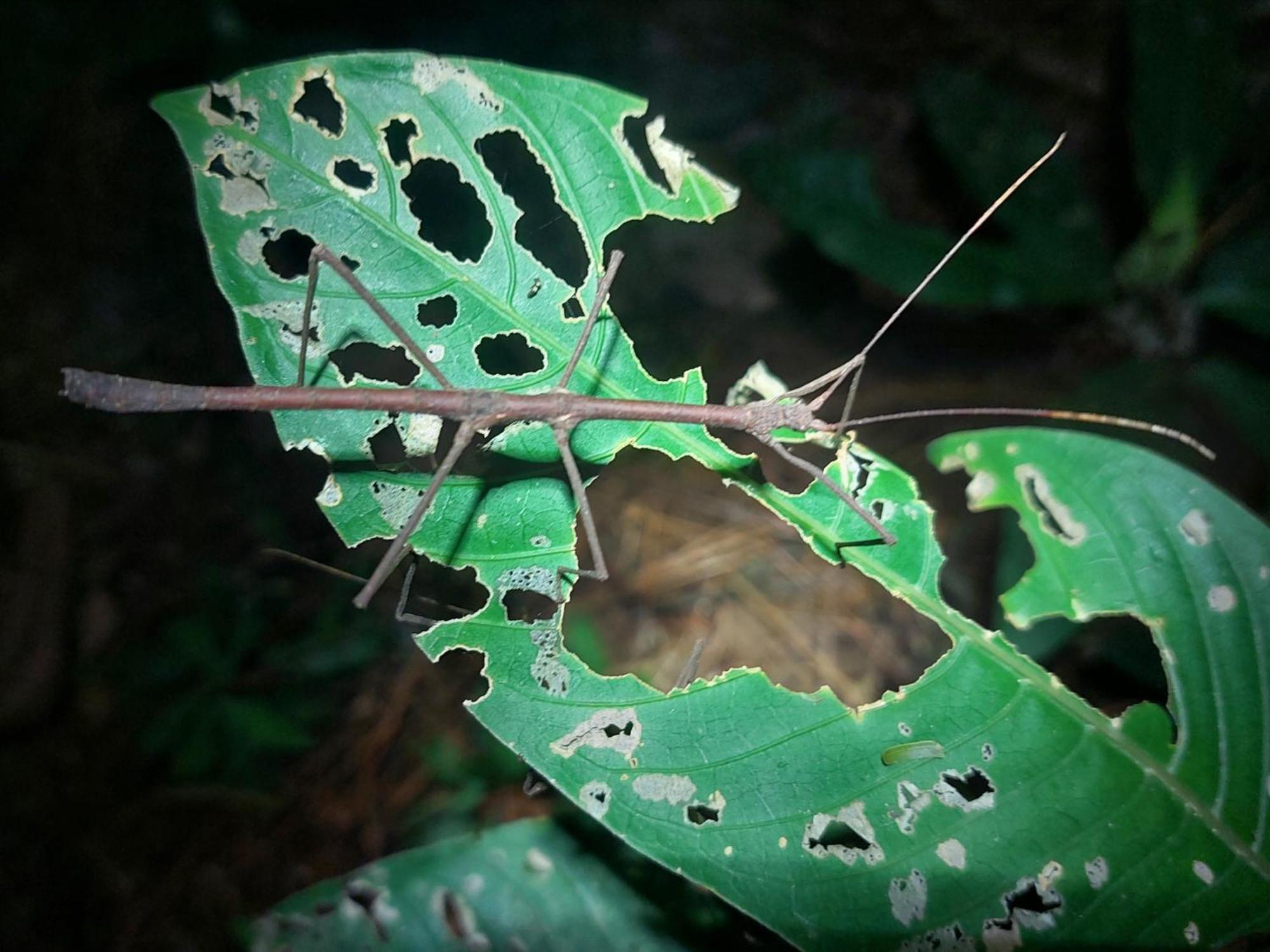 Hope Garden, Sarapiqui, We Connect You With The Sarapiqui Tropical Forest المظهر الخارجي الصورة
