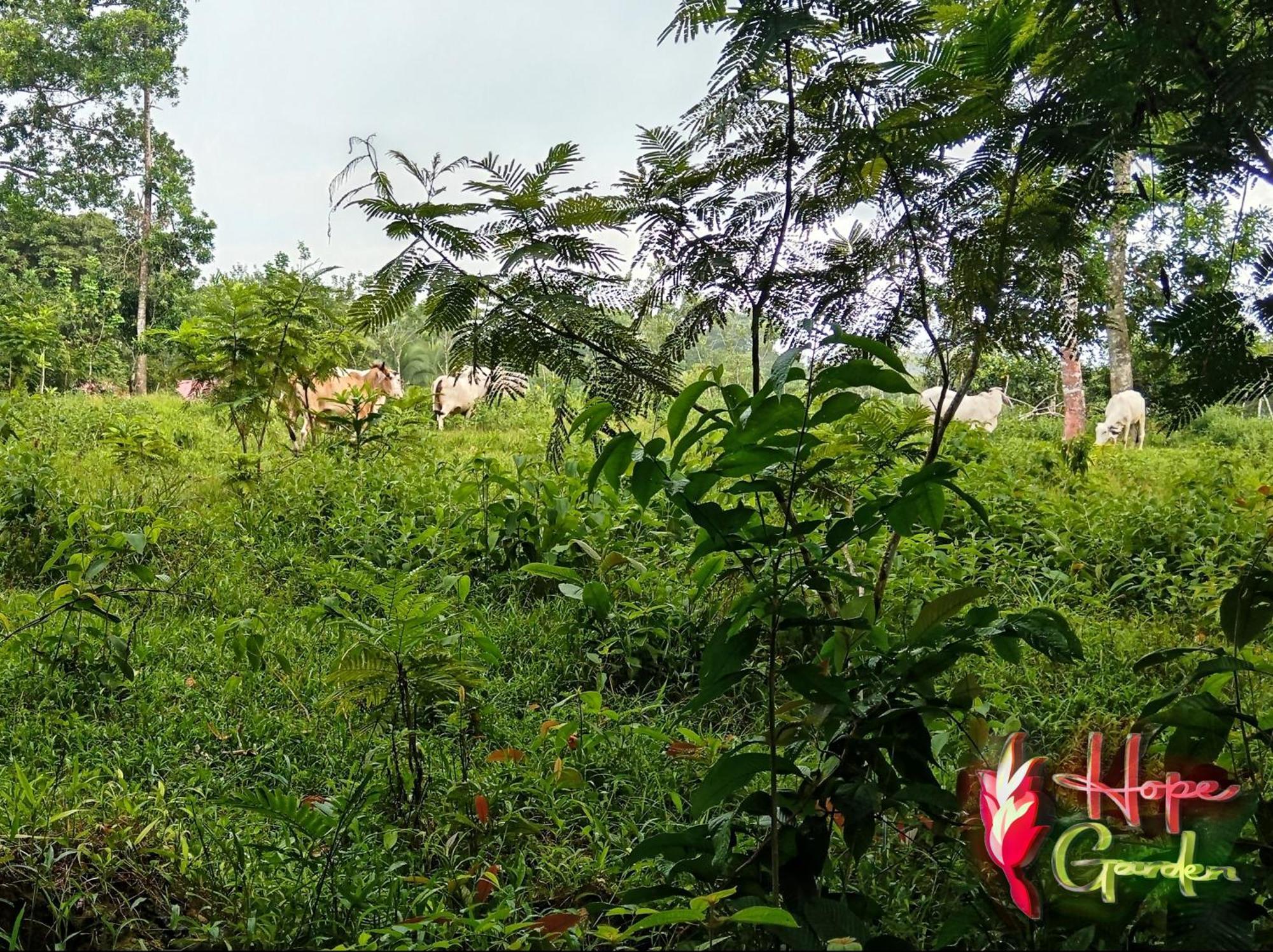 Hope Garden, Sarapiqui, We Connect You With The Sarapiqui Tropical Forest المظهر الخارجي الصورة